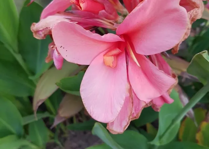 Bloom Garden Kwatera prywatna *