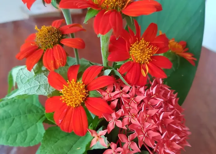Bloom Garden *
