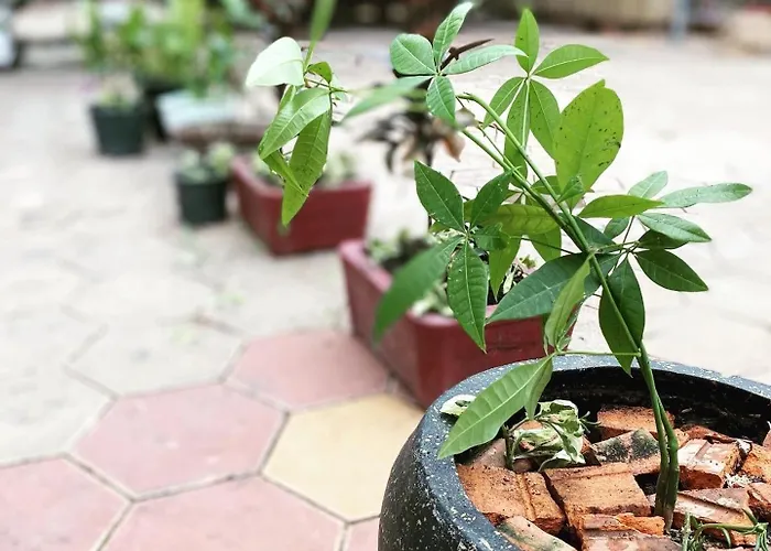 Kwatera prywatna Bloom Garden Siem Reap