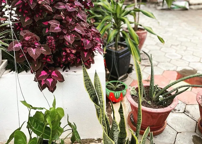 Kwatera prywatna Bloom Garden